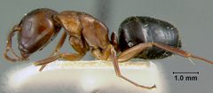 Camponotus (Myrmentoma) caryae var. essigi by the Smithsonian. Used under a CC0 license.