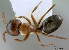 Camponotus (Myrmentoma) caryae var. essigi by the Smithsonian. Used under a CC0 license.