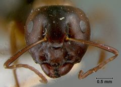 Camponotus (Myrmentoma) caryae var. essigi by the Smithsonian. Used under a CC0 license.