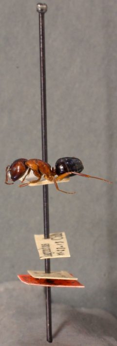 Camponotus (Myrmentoma) caryae var. essigi by the Smithsonian. Used under a CC0 license.