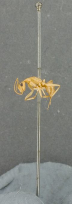 Camponotus fragilis by the Smithsonian. Used under a CC0 license.