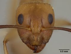 Camponotus fragilis by the Smithsonian. Used under a CC0 license.