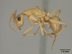 Camponotus fragilis by the Smithsonian. Used under a CC0 license.