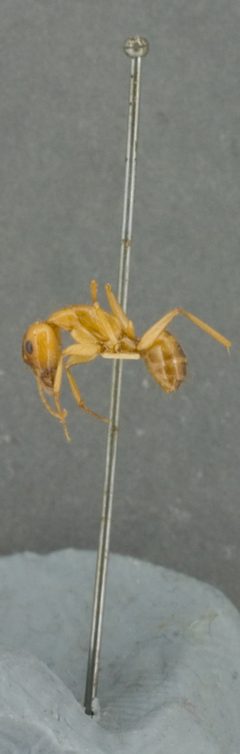 Camponotus fragilis by the Smithsonian. Used under a CC0 license.