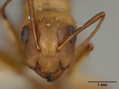 Camponotus fragilis by the Smithsonian. Used under a CC0 license.