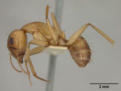 Camponotus fragilis by the Smithsonian. Used under a CC0 license.