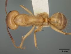 Camponotus fragilis by the Smithsonian. Used under a CC0 license.