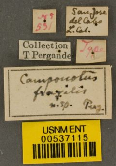 Camponotus fragilis by the Smithsonian. Used under a CC0 license.