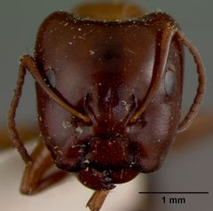 Camponotus hyatti by the Smithsonian. Used under a CC0 license.