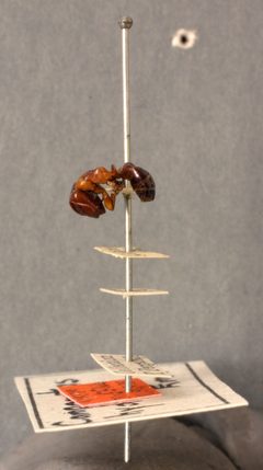 Camponotus hyatti by the Smithsonian. Used under a CC0 license.