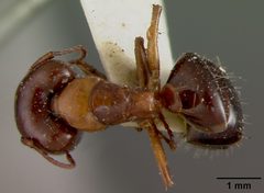 Camponotus hyatti by the Smithsonian. Used under a CC0 license.