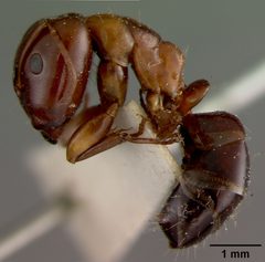 Camponotus hyatti by the Smithsonian. Used under a CC0 license.
