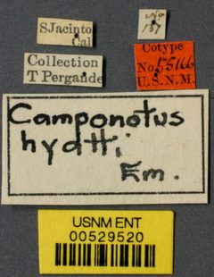 Camponotus hyatti by the Smithsonian. Used under a CC0 license.