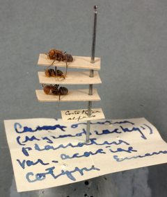 Camponotus (Myrmobrachys) planatus var. acaciae by the Smithsonian. Used under a CC0 license.