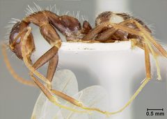 Camponotus (Myrmosphincta) sexguttatus var. perturbans by the Smithsonian. Used under a CC0 license.