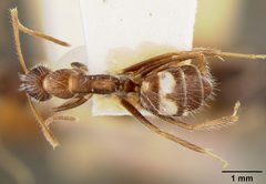 Camponotus (Myrmosphincta) sexguttatus var. perturbans by the Smithsonian. Used under a CC0 license.
