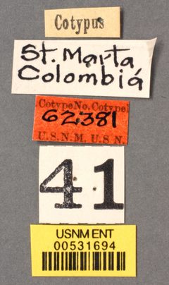 Camponotus (Myrmosphincta) sexguttatus var. perturbans by the Smithsonian. Used under a CC0 license.