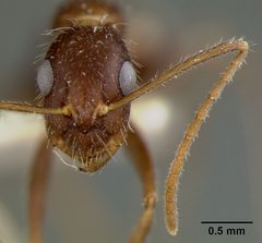 Camponotus (Myrmosphincta) sexguttatus var. perturbans by the Smithsonian. Used under a CC0 license.