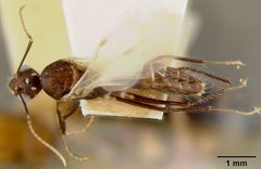 Camponotus (Myrmosphincta) sexguttatus var. perturbans by the Smithsonian. Used under a CC0 license.