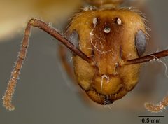 Camponotus (Myrmosphincta) sexguttatus var. perturbans by the Smithsonian. Used under a CC0 license.