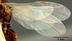 Camponotus (Myrmosphincta) sexguttatus var. perturbans by the Smithsonian. Used under a CC0 license.