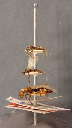 Camponotus (Myrmosphincta) sexguttatus var. perturbans by the Smithsonian. Used under a CC0 license.