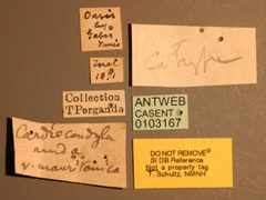 Cardiocondyla nuda var. mauritanica by the Smithsonian. Used under a CC0 license.