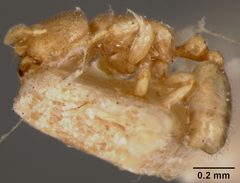 Carebara osborni by the Smithsonian. Used under a CC0 license.