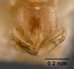 Carebara osborni by the Smithsonian. Used under a CC0 license.