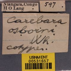 Carebara osborni by the Smithsonian. Used under a CC0 license.