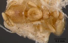 Carebara osborni by the Smithsonian. Used under a CC0 license.