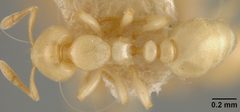 Carebara winifredae by the Smithsonian. Used under a CC0 license.