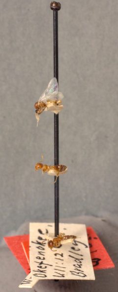 Crematogaster atkinsoni var. helveola by the Smithsonian. Used under a CC0 license.