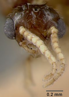 Crematogaster atkinsoni var. helveola by the Smithsonian. Used under a CC0 license.
