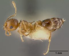 Crematogaster atkinsoni var. helveola by the Smithsonian. Used under a CC0 license.
