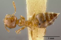 Crematogaster atkinsoni var. helveola by the Smithsonian. Used under a CC0 license.