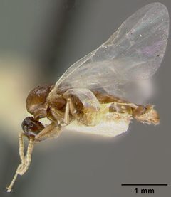 Crematogaster atkinsoni var. helveola by the Smithsonian. Used under a CC0 license.