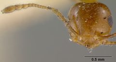 Crematogaster atkinsoni var. helveola by the Smithsonian. Used under a CC0 license.