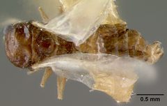 Crematogaster atkinsoni var. helveola by the Smithsonian. Used under a CC0 license.