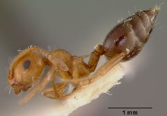 Crematogaster (Crematogaster) hespera by the Smithsonian. Used under a CC0 license.