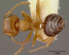 Crematogaster (Crematogaster) hespera by the Smithsonian. Used under a CC0 license.