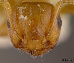 Crematogaster (Crematogaster) hespera by the Smithsonian. Used under a CC0 license.