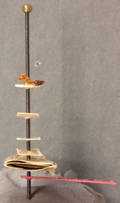 Crematogaster (Crematogaster) hespera by the Smithsonian. Used under a CC0 license.