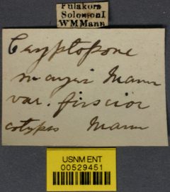 Cryptopone mayri var. fuscior by the Smithsonian. Used under a CC0 license.