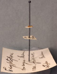 Cryptopone mayri var. fuscior by the Smithsonian. Used under a CC0 license.
