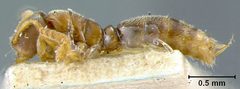 Cryptopone mayri var. fuscior by the Smithsonian. Used under a CC0 license.