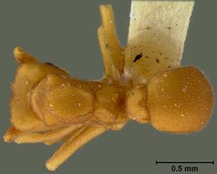 Cyphomyrmex flavidus by the Smithsonian. Used under a CC0 license.