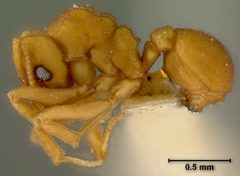 Cyphomyrmex flavidus by the Smithsonian. Used under a CC0 license.