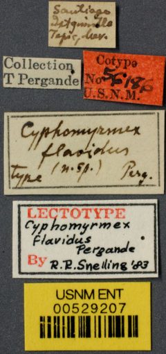 Cyphomyrmex flavidus by the Smithsonian. Used under a CC0 license.