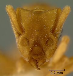 Cyphomyrmex flavidus by the Smithsonian. Used under a CC0 license.